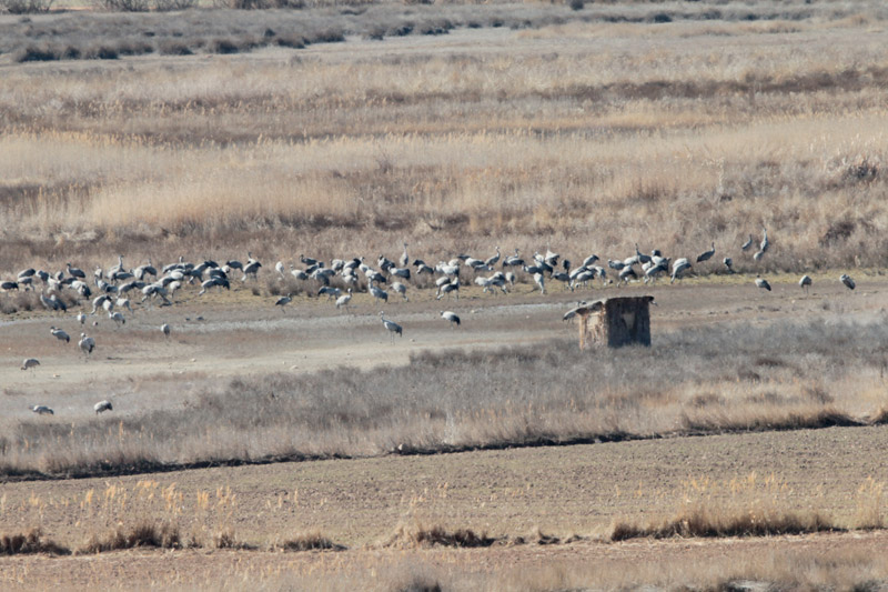 Grues (Grus grus)