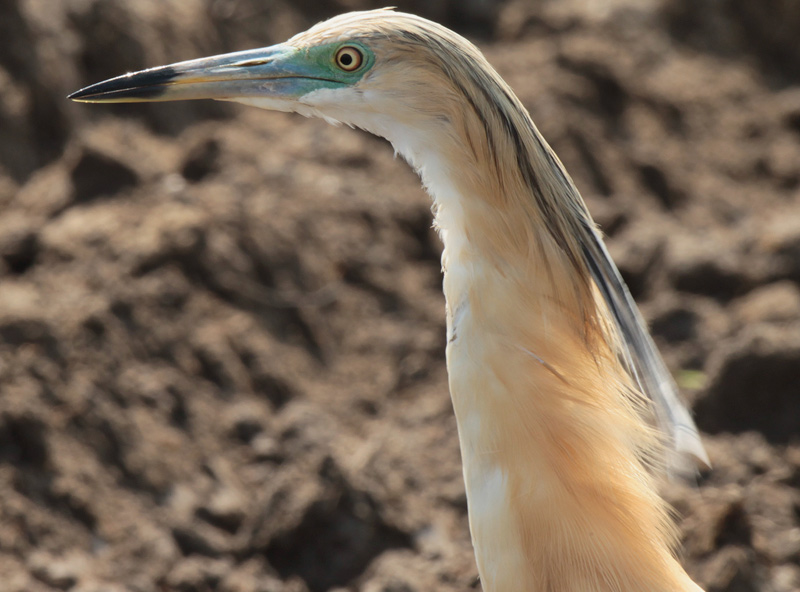 Martinet ros(Ardeola ralloides)