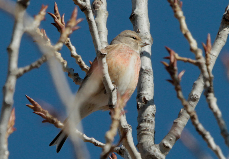 Passerell comú (Carduelis cannabina)