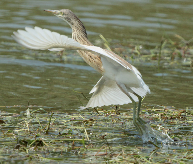 Martinet Ros , jove (Ardeola ralloides)