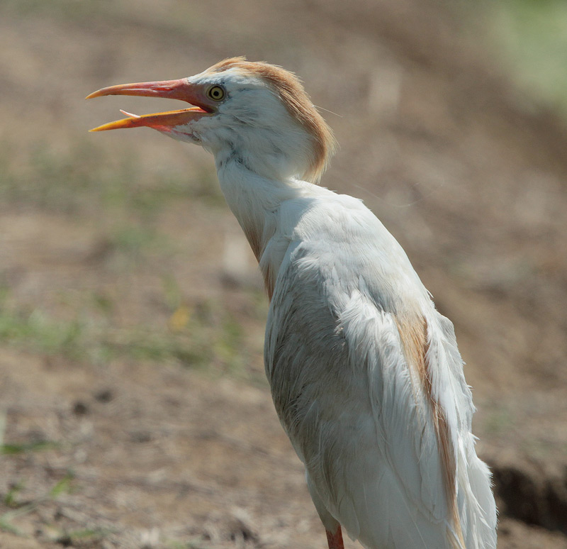 Esplugabous (Bubulcus ibis)