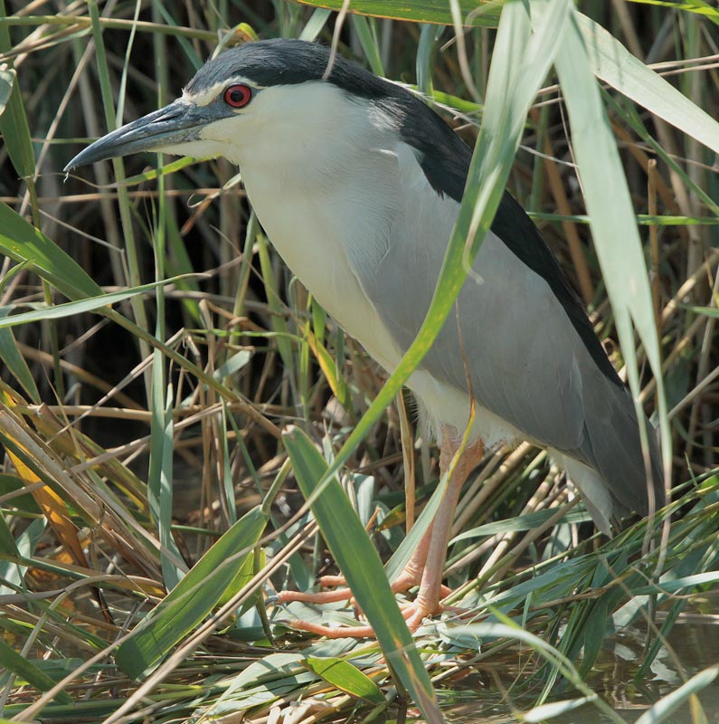 Martinet de nit (Nycticorax nycticorax)