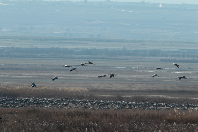 Grues (Grus grus)