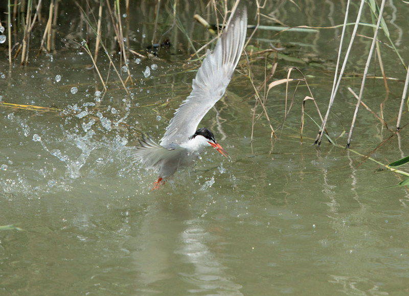 Xatrac comú (Sterna hirundo)