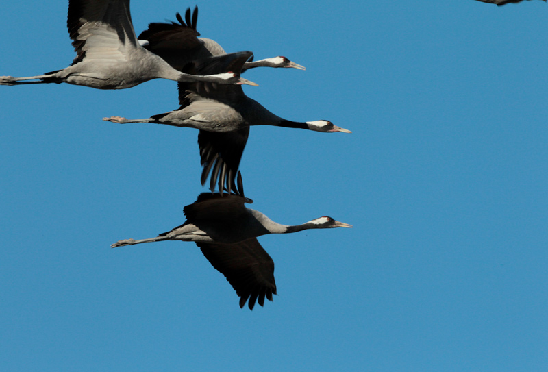 Grues (Grus grus)