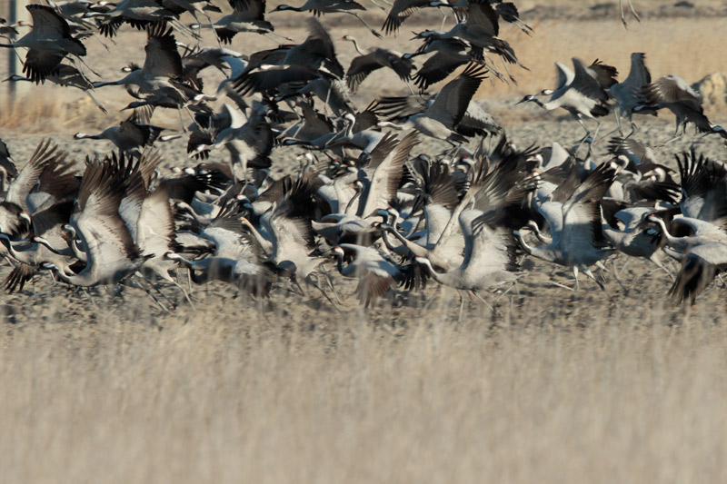 Estol de grues (Grus grus)