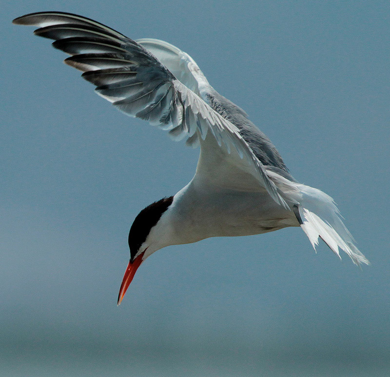 Xatrac comú (Sterna hirundo)