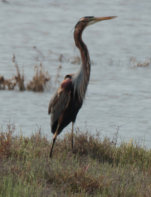 Agró roig (Ardea purpurea)