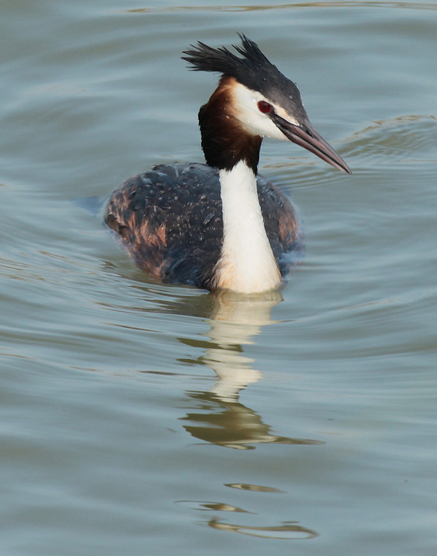 Cabussó emplomallat (Podiceps cristatus)