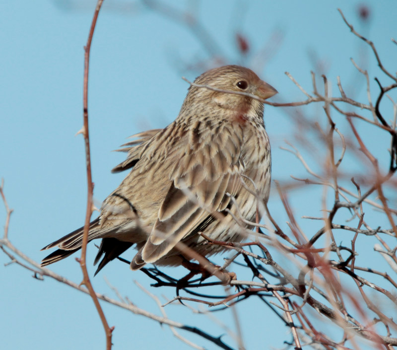 Cruixidell (Emberiza calandra)