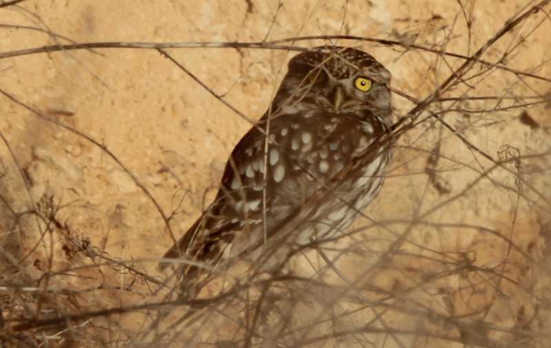 Mussol comú (Athene noctua)