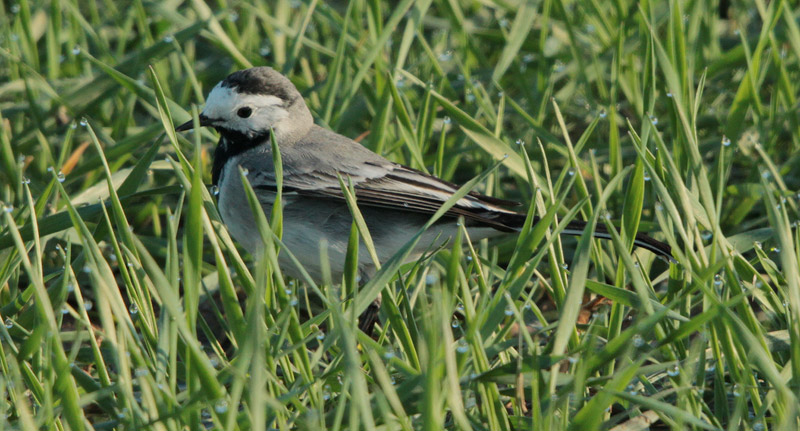 Cuereta blanca vulgar (Motacilla alba)