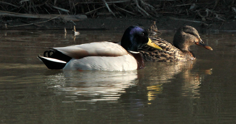 Ànec collverd (Anas platyrhynchos)