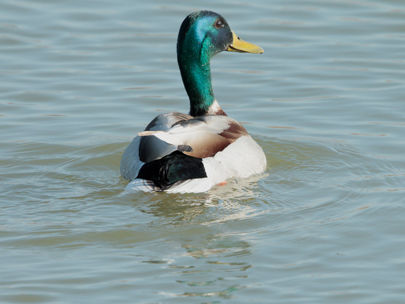 Ànec collverd (Anas platyrhynchos)