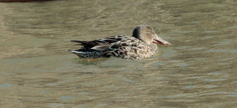 Ànec cullerot femella (Anas clypeata)