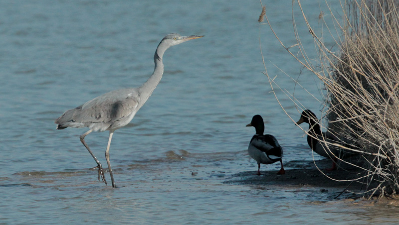 Bernat pescaire  (Ardea cinerea)