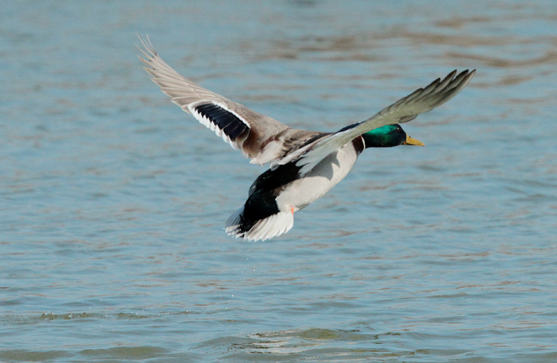 Ànec collverd (Anas platyrhynchos)