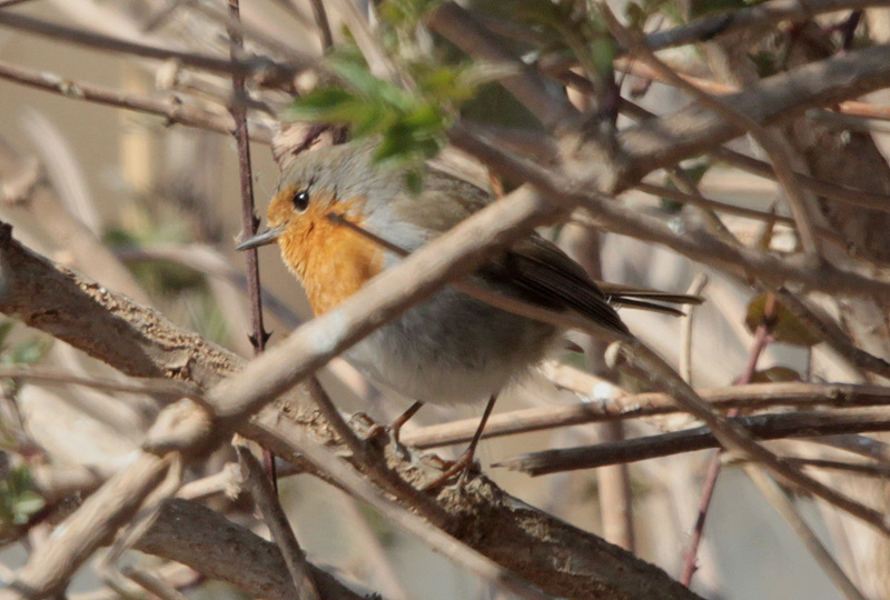 Pit-roig (Erithacus rubecula)