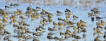 Daurada grossa (Pluvialis apricaria)