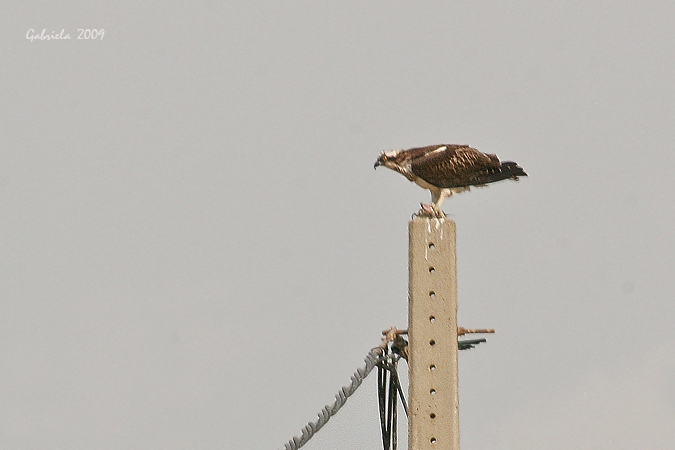 Àguila Pescadora al Delta d'Ebre I