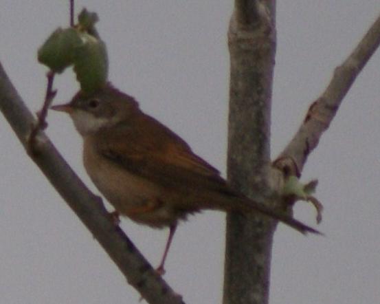 Tallarol Xerraire   (Sylva Curruca )