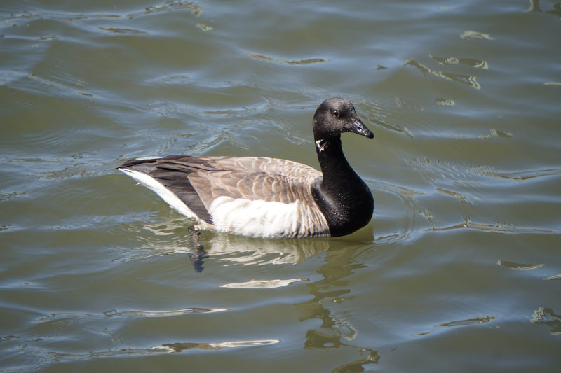 Branta bernicla