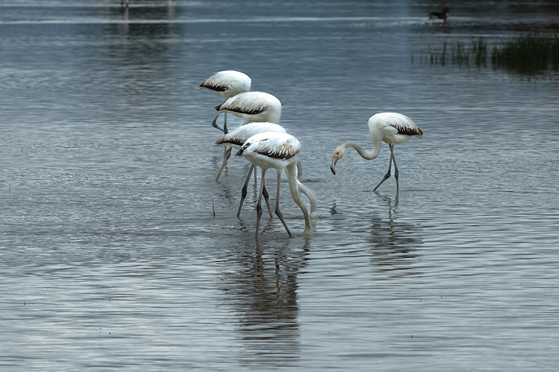 Flamenc ( Phoenicopterus ruber)