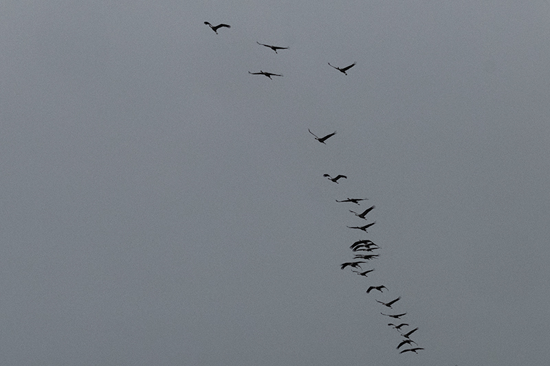 Grues ( Grus grus ).