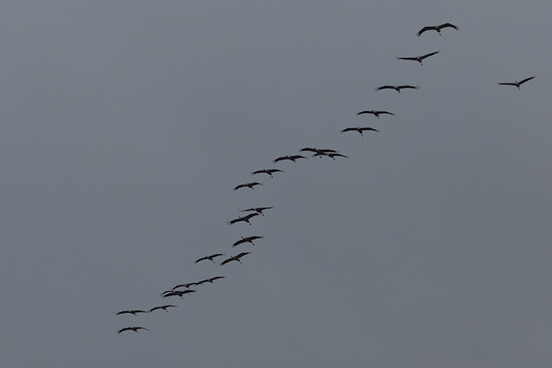 Grues ( Grus grus ).