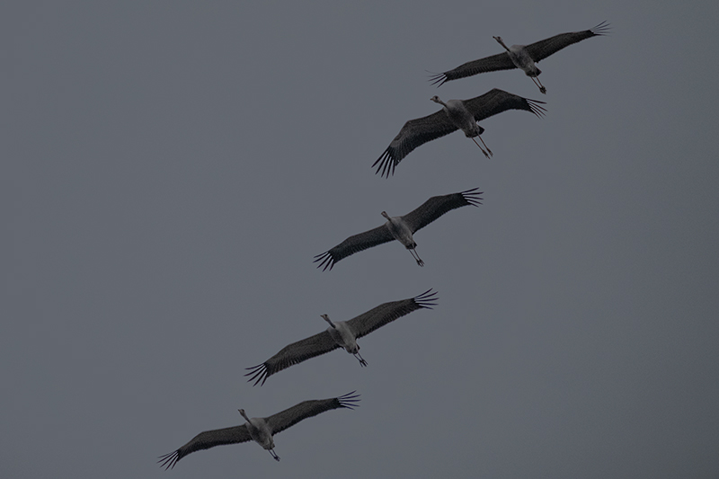 Grues ( Grus grus ).