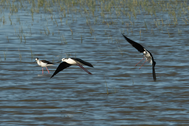 Cames llargues (Himantopus himantopus)