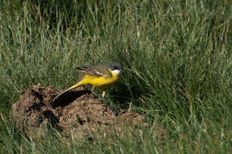 Cuereta groga (Motacilla flava)