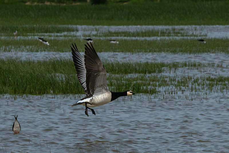 Oca de galta blanca (Branta leucopsis)