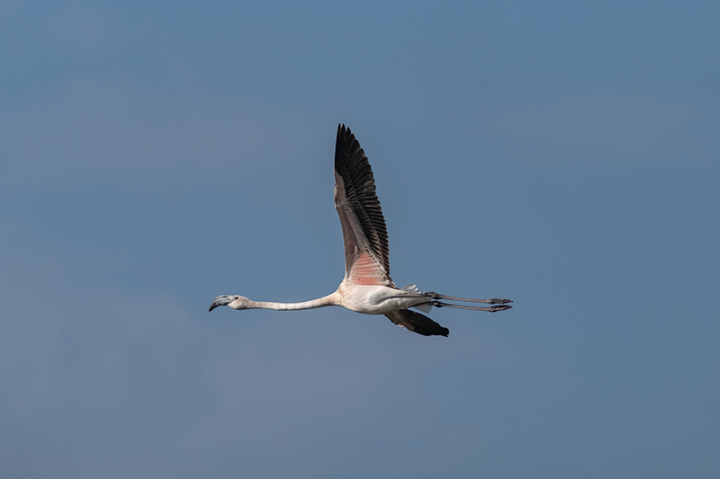 Flamenc (Phoenicopterus ruber)