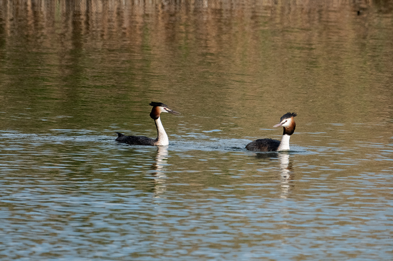 Cabussó emplomallat (Podiceps cristatus)