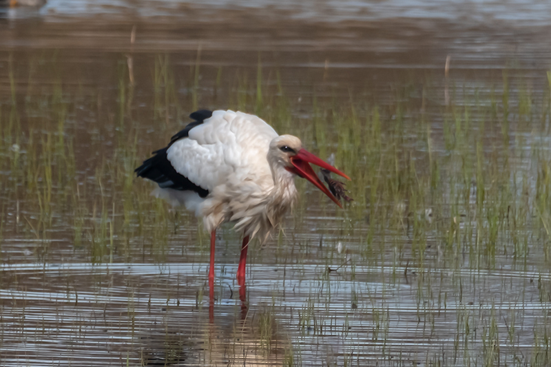 Cigonya  ( Ciconia ciconia )