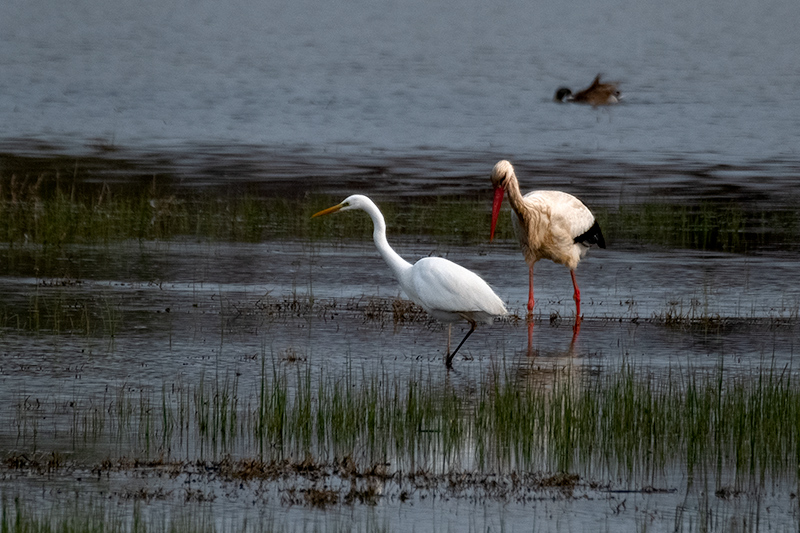 Agró blanc ( Ardea alba ) Cigonya  ( Ciconia ciconia )