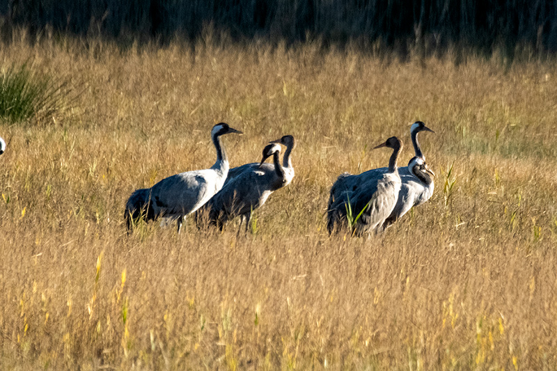 Grua (Grus grus)