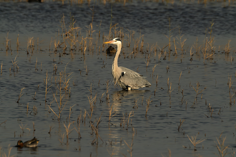 Bernat pescaire ( Ardea cinerea )