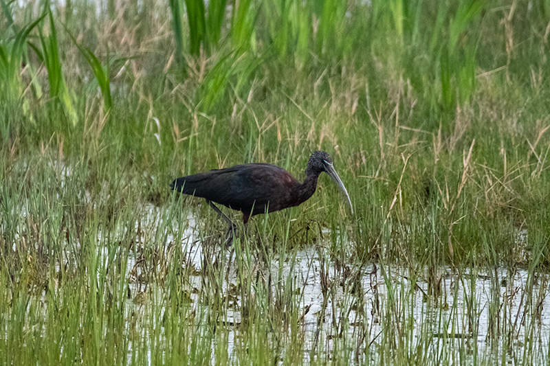 Capó reial ( Plegadis falcinellus )