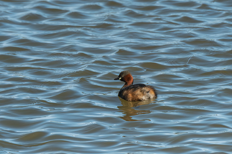 Cabusset ( Tachybaptus ruficollis )