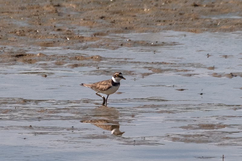 Corriol petit (Charadrius dubius)