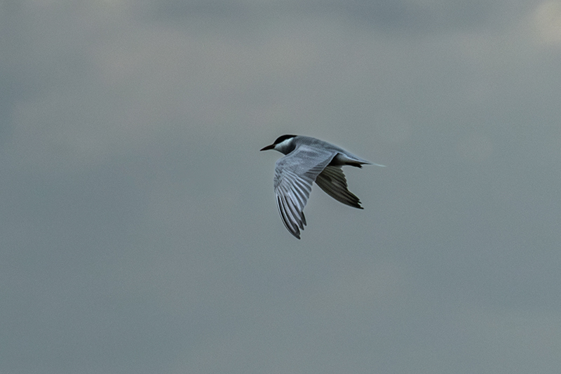 Fumarell carablanc ( Chlydonias hybridus )