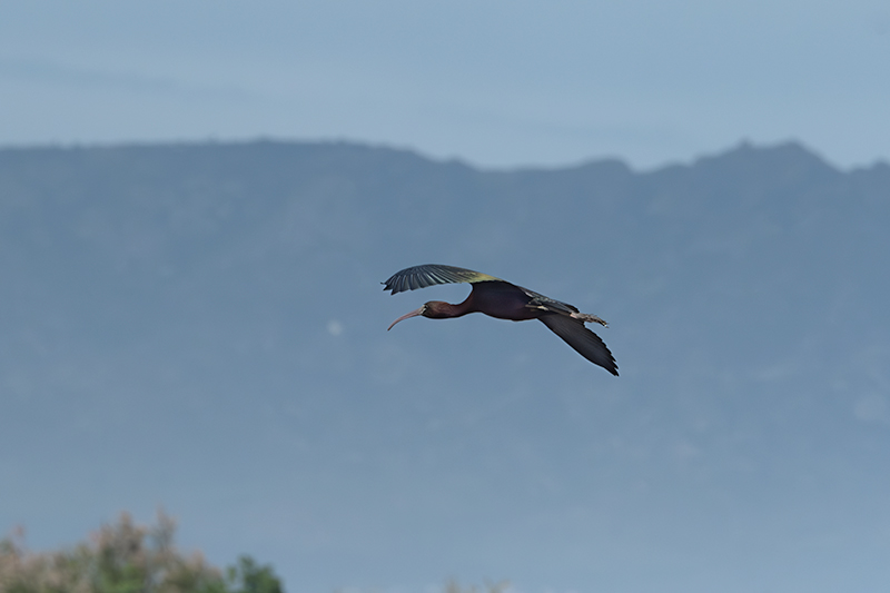 Capó reial ( Plegadis falcinellus )