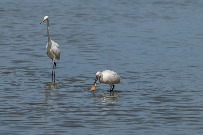 Bec Planer ( Platalea leucorodia ) , Agró blanc ( Ardea alba )