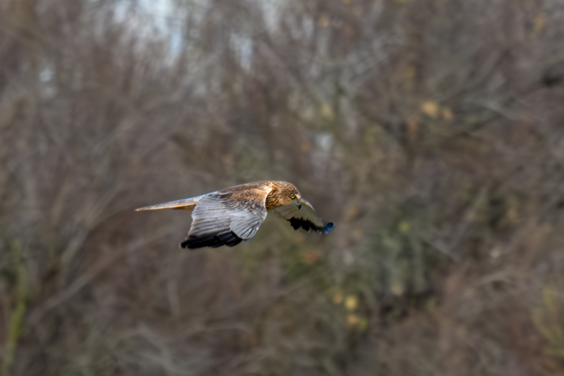Arpella vulgar (Circus aeruginosus)