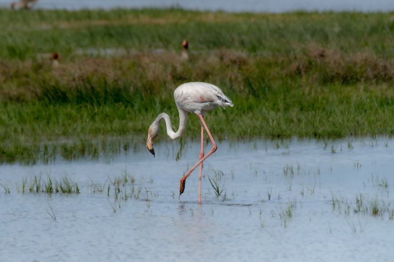 Flamenc ( Phoenicopterus ruber)