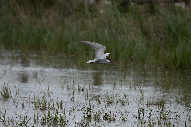 Fumarell carablanc (Chlydonias hybridus)