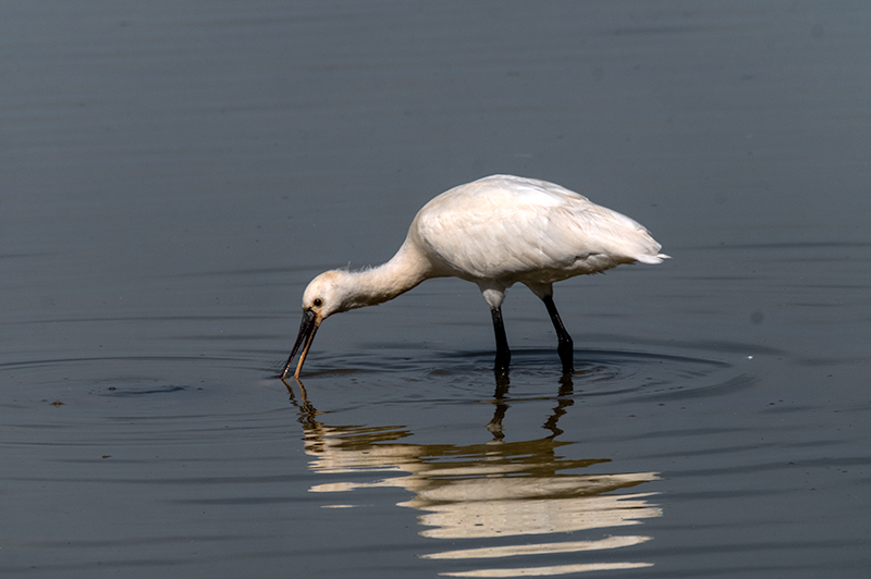 Bec Planer (Platalea leucorodia)