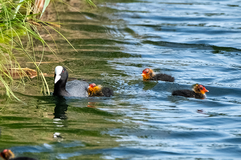 Fotja (Fulica atra)